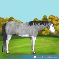 Horse Color:Blue Roan Splash