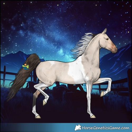 Horse Color:Bay Roan Dun Mushroom Tobiano Rabicano 