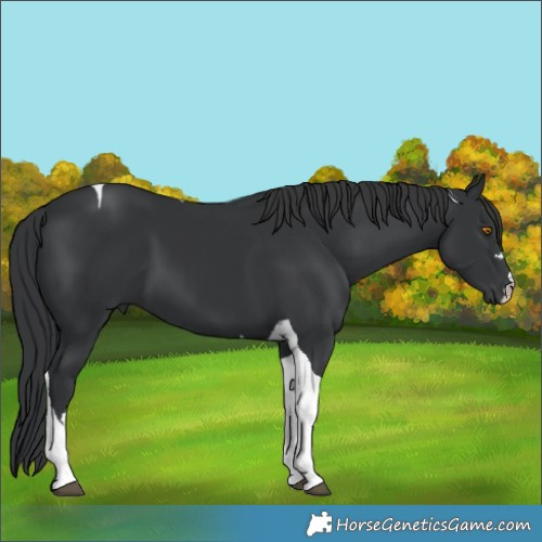 Horse Color:Black Tobiano 