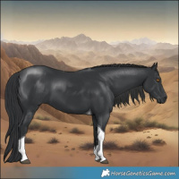 Horse Color:Black Tobiano 