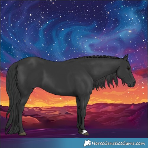 Horse Color:Black 
