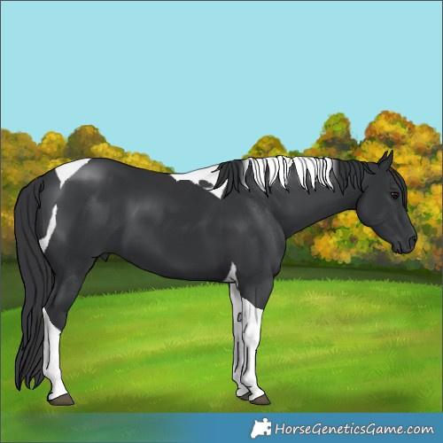 Horse Color:Black Tobiano 