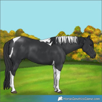 Horse Color:Black Tobiano