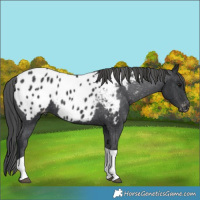 Horse Color:Black Tobiano Appaloosa