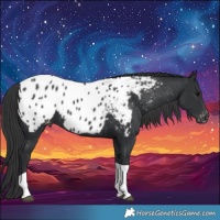 Horse Color:Black Tobiano Blanket 