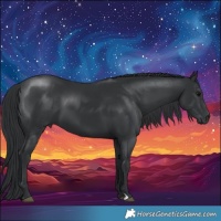 Horse Color:Black 