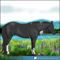 Horse Color:Black Tobiano 