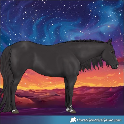 Horse Color:Smoky Black 