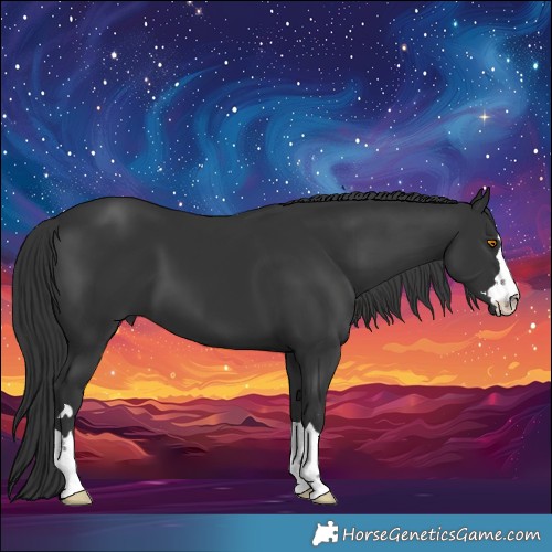 Horse Color:Black 