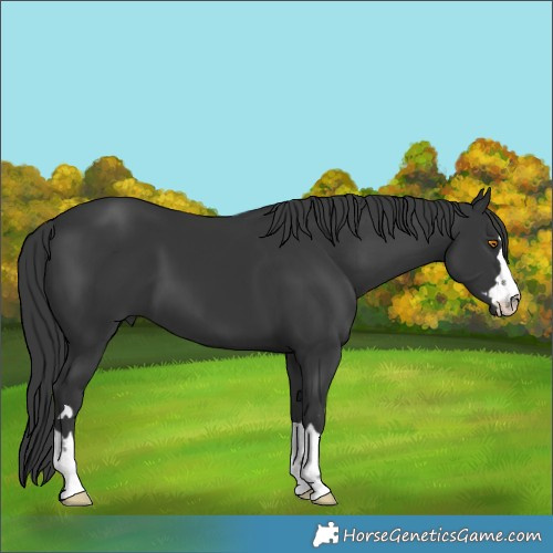 Horse Color:Black 