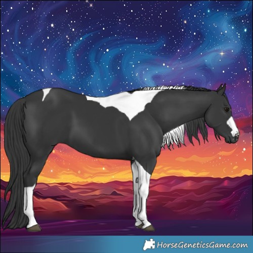Horse Color:Black Tobiano