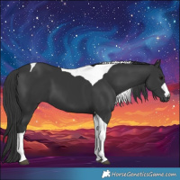 Horse Color:Black Tobiano 