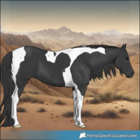 Horse Color:Black Tobiano