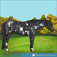 Horse Color:White Spotted Black 
