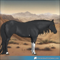 Horse Color:Black Tobiano