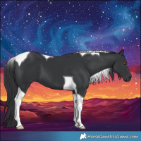 Horse Color:Black Tobiano