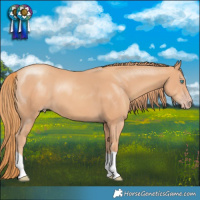 Horse Color:Gold Champagne 