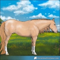 Horse Color:Gold Champagne
