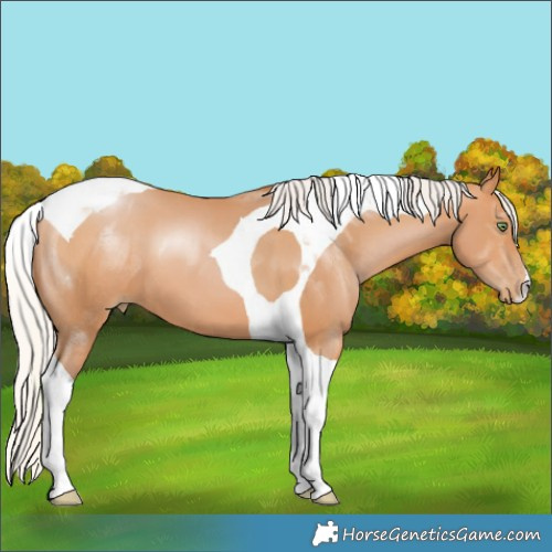 Horse Color:Silver Bay Pearl Tobiano