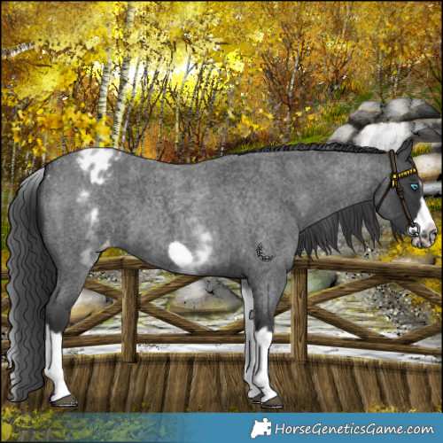 Horse Color:White Spotted Blue Roan Splash Frame Varnish 