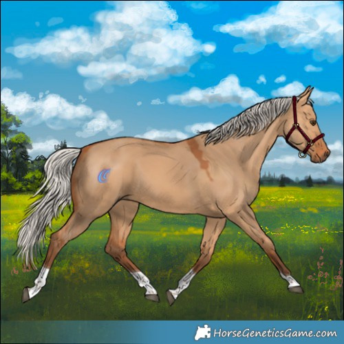 Horse Color:Silver Bay Dun Tobiano Rabicano 
