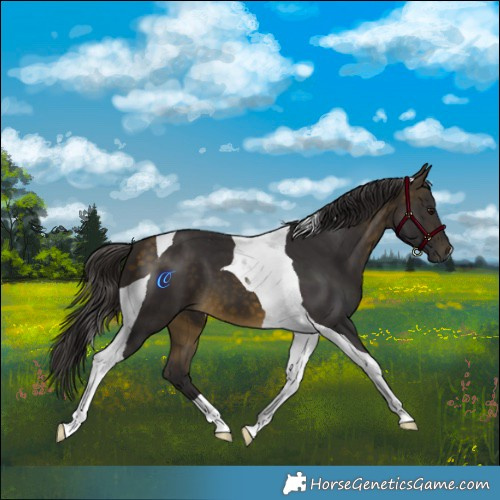 Horse Color:Buckskin Tobiano 