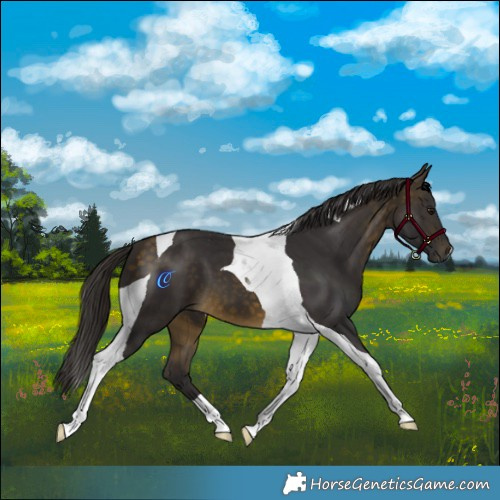 Horse Color:Buckskin Tobiano 