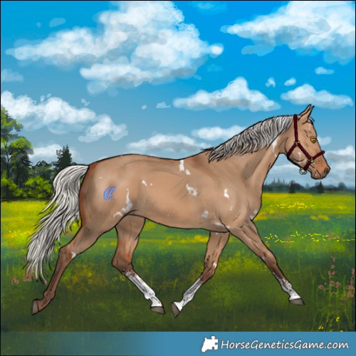 Horse Color:White Spotted Silver Bay Dun Sabino Rabicano