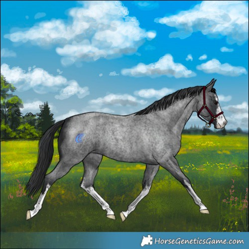 Horse Color:White Spotted Blue Roan 