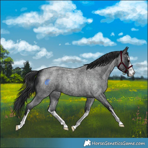 Horse Color:White Spotted Blue Roan 