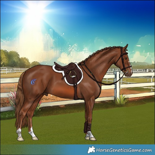 Horse Color:Chestnut 