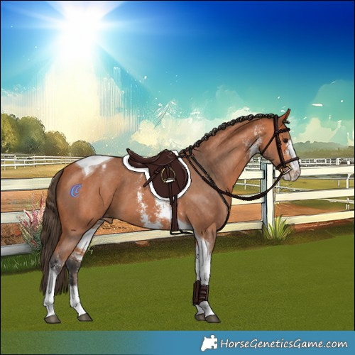 Horse Color:Bay Sabino Tobiano Varnish 