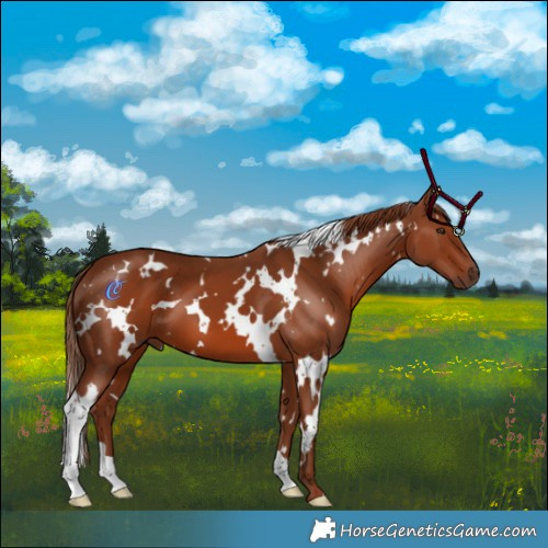 Horse Color:White Spotted Chestnut 