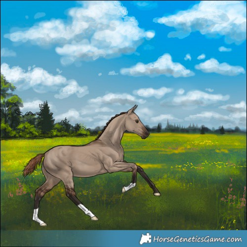 Horse Color:Liver Red Dun 