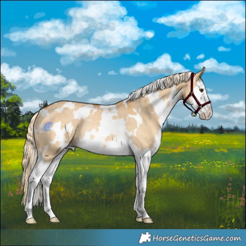 Horse Color:White Spotted Palomino Dun Splash Rabicano 