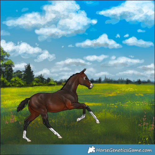 Horse Color:Gray Bay 