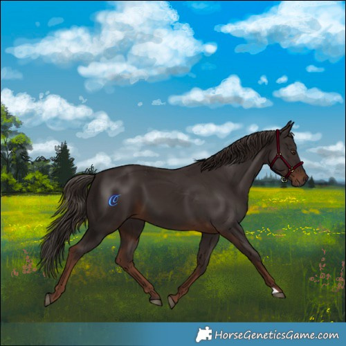 Horse Color:Liver Chestnut 
