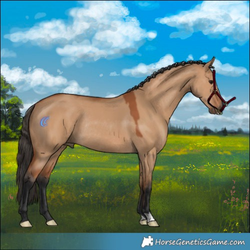 Horse Color:Bay Dun Rabicano 