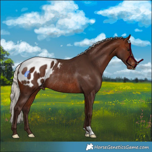 Horse Color:Silver Bay Appaloosa Rabicano 
