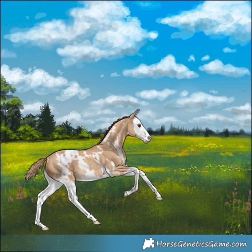 Horse Color:White Spotted Red Dun Splash Rabicano 