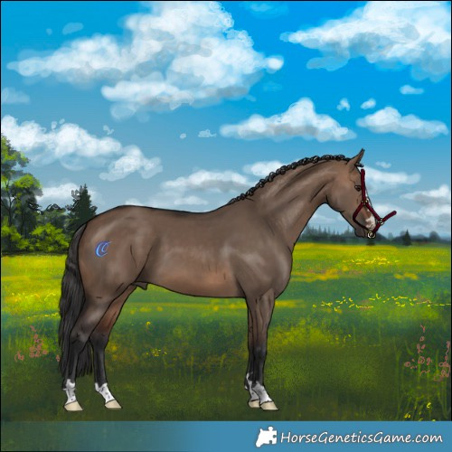 Horse Color:Brown Dun 