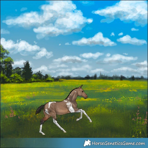 Horse Color:Brown Dun Tobiano