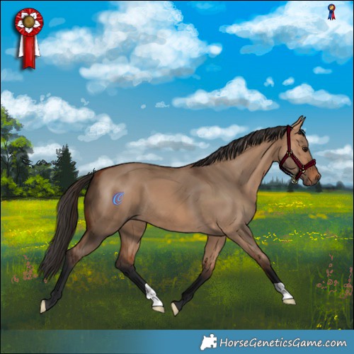 Horse Color:Bay Dun 