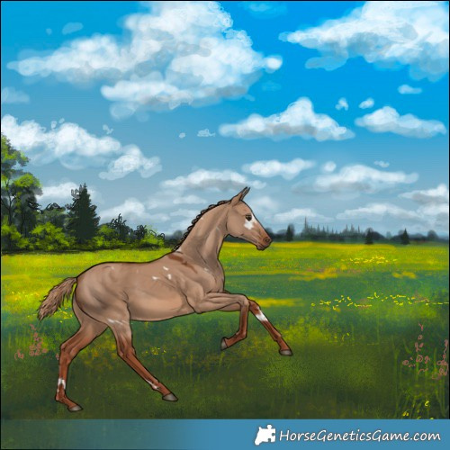 Horse Color:White Spotted Red Dun