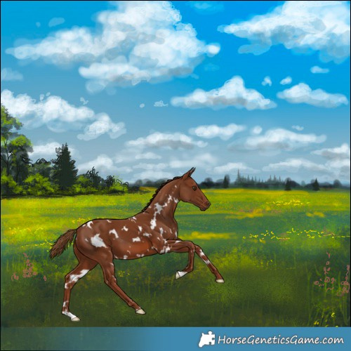 Horse Color:White Spotted Chestnut 