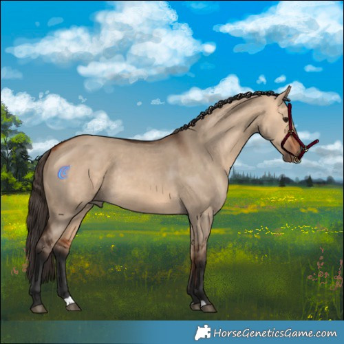 Horse Color:Bay Dun Rabicano 