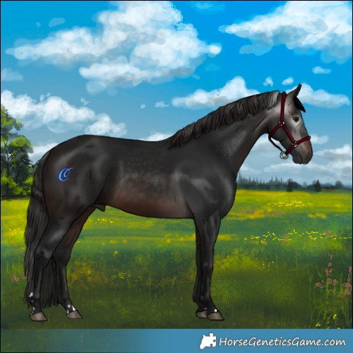 Horse Color:Gray Bay