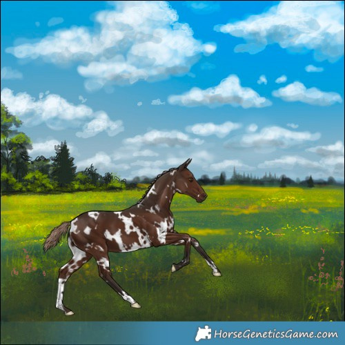 Horse Color:White Spotted Liver Chestnut 