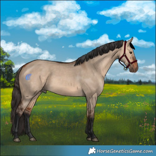 Horse Color:Bay Dun Rabicano 