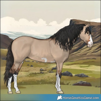 Horse Color:Bay Dun 